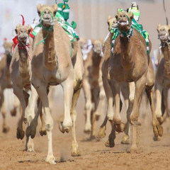 شيلة الهجن || 🐪🔥🗡.