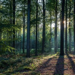 Woods