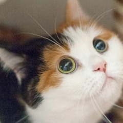 Calico