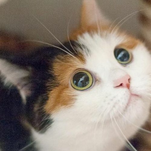 Calico