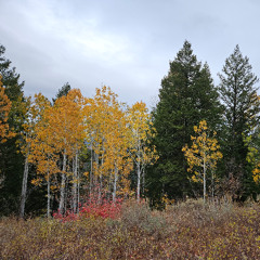 autumn