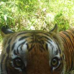 docile