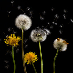 Dandelions