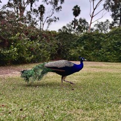 Band [Prod. Pink] (Official Audio)