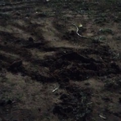 INVOLVEMENT(Feat. Evol)*prod.suereigns*