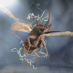 Beetles Dream