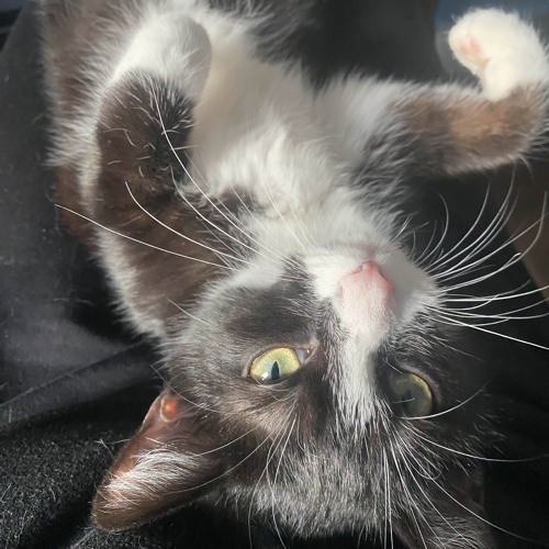 Pezet feat. Lua Preta, Oskar - Zły śpi spokojnie (prod. Mentalcut)