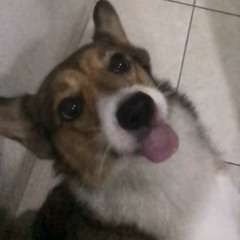 nicopatty
