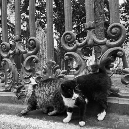 Melekler Ölmez (cover)