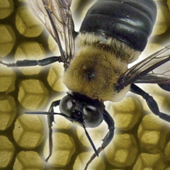 BEEZZ