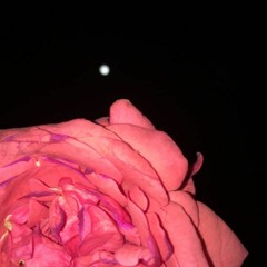 Honestly [Prod. @Kenny Ryan]