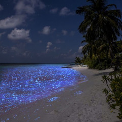 Dreamwaves