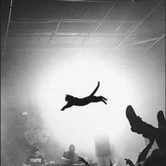 Drum n Bass for People and also Cats