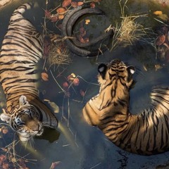 what we here for? [15drtt]