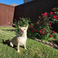 Sounds of Tech House