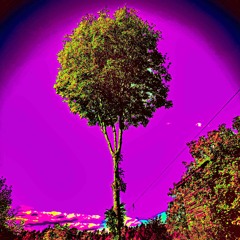 06OCT25//geronimo@rabarbraland051025 continued//