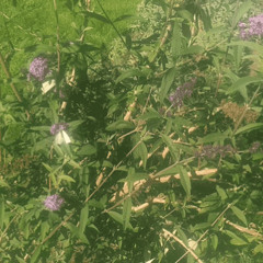 you are mine // prod phyllis