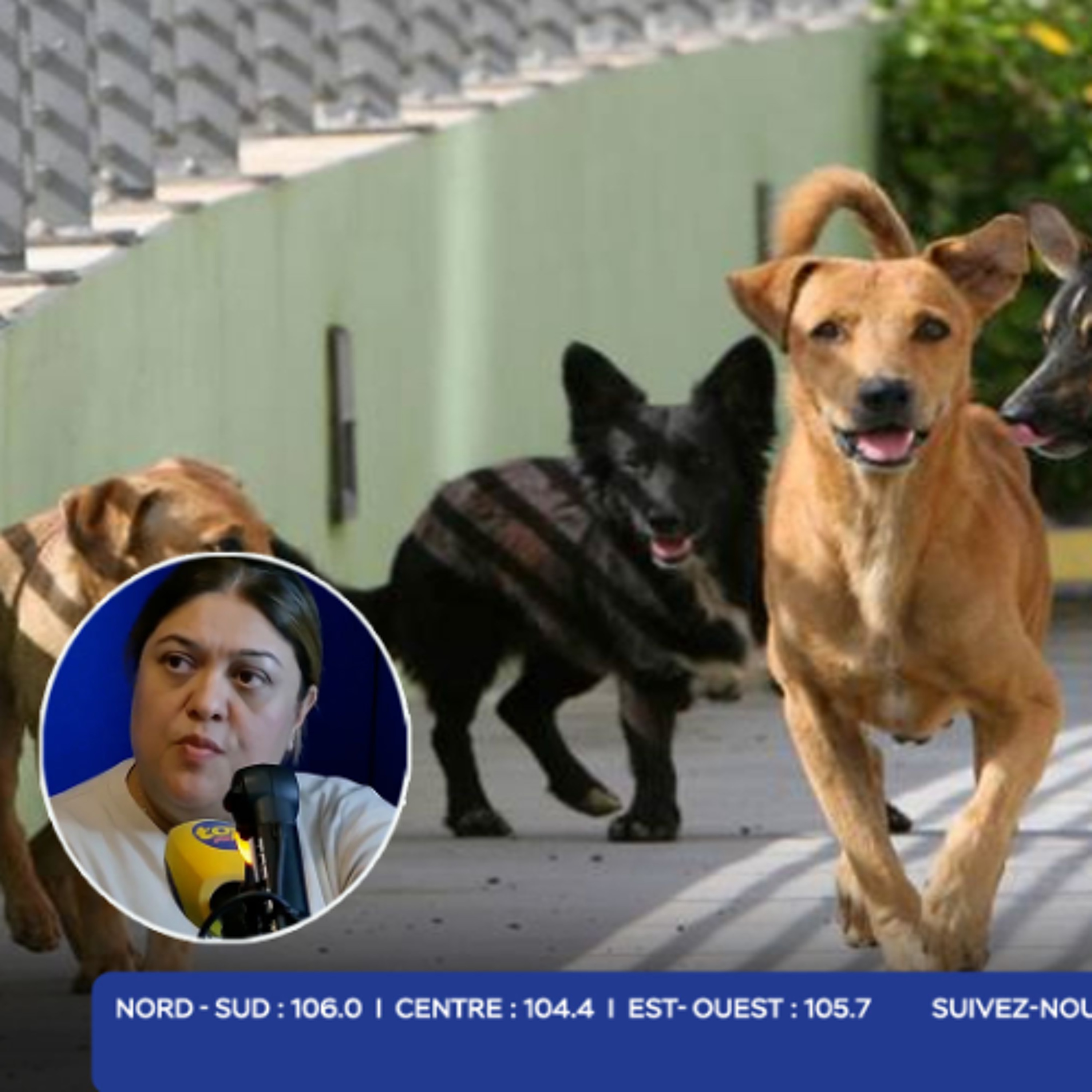 Chiens errants à Maurice : Entre stérilisation, shelters et amendes, des propositions pour sortir de l’impasse