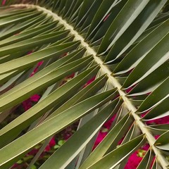 Easter Series 1- Palm Sunday-Being the Divinity that you are Divine Flow of Wisdom