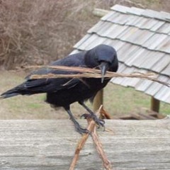 Gouge Me I Know You Will