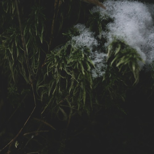 CODECAST X - Morpha - Foggy Mist