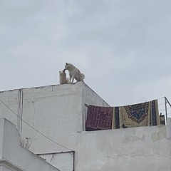 The Early Bird Show w/ Spirit Blue 181224