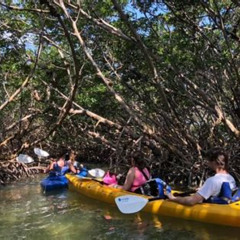 Review Special Price Key West Mangrove Kayak Eco Tour