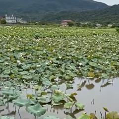 磺溪花魂曲.mp3