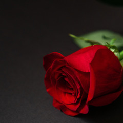 92 Foxtrot "I Won't Send Roses"