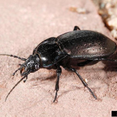 (ACITOXE) *52K2* (PILF OVLOTS) SELTEEB KCALB - DRUMMERS EAR