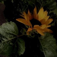 Intro IV: The sunflower