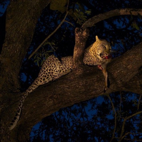 Head High [prod. dart x david s. park]