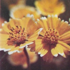 Callisto Mix nº134