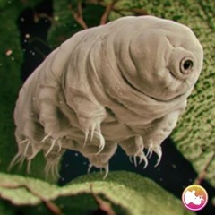 Tardigrade ( Oj22 ) - Rhino Jooos Refix