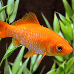 Goldfisch Eduard (1986)