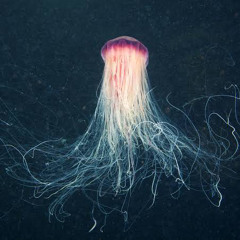 The Abyssal Zone
