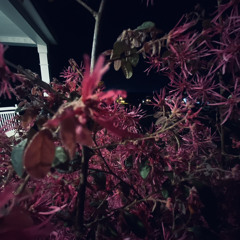 Get It [P. Instanto]