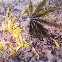 Wake & Bake Vol. 4 - Deep Exhale ..