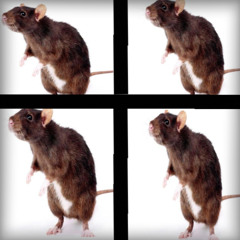 Kasztelanito - KocońDiss