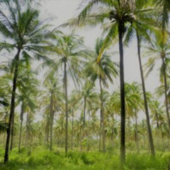 HOY - Boceto en brutîsimo