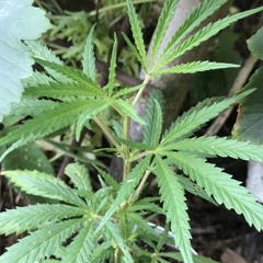 XABSKI - Børnehaven