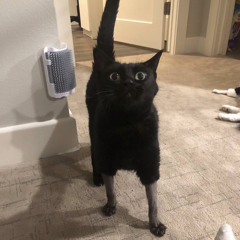 nomep freestyle (1yr anniversary) (prod. csupo)