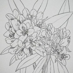 Dddy // live //12/2019 // Budapest