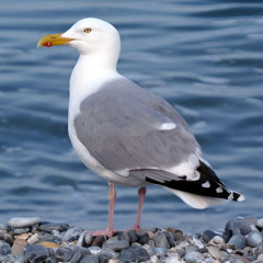 앨범에서 내가 가장 좋아하는 노래지만 어쩌다보니 결국 수록을 못하게 됨 제목은 seagull
