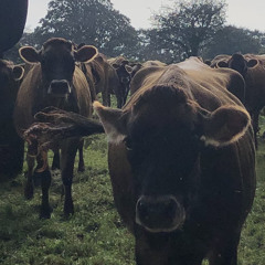 cow