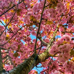 All I Want - Kodaline Cover