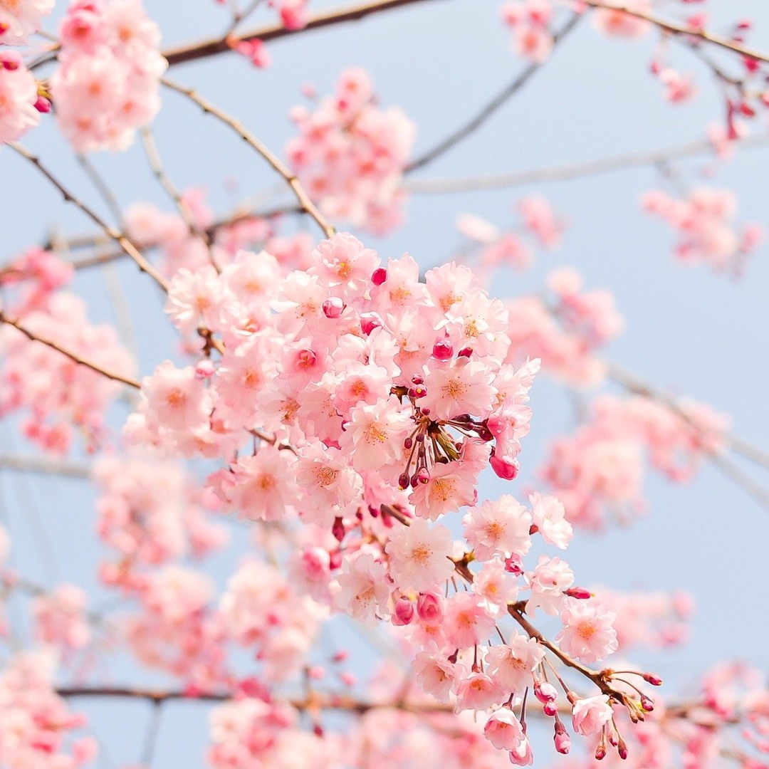 スフィア Spring is here Crystal Spring Box