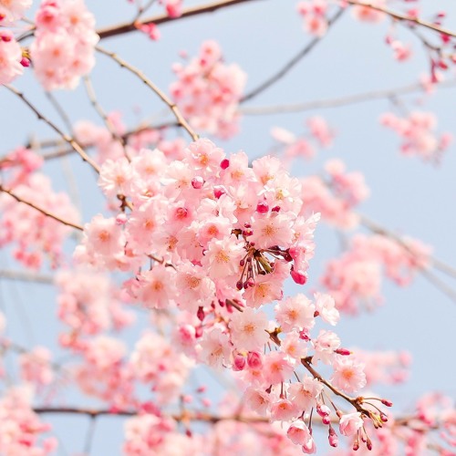 Spring Breeze