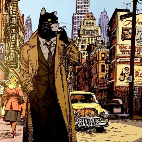 a new cat in town