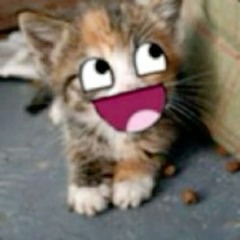 MEOWING PARTISAN | myspys x pince